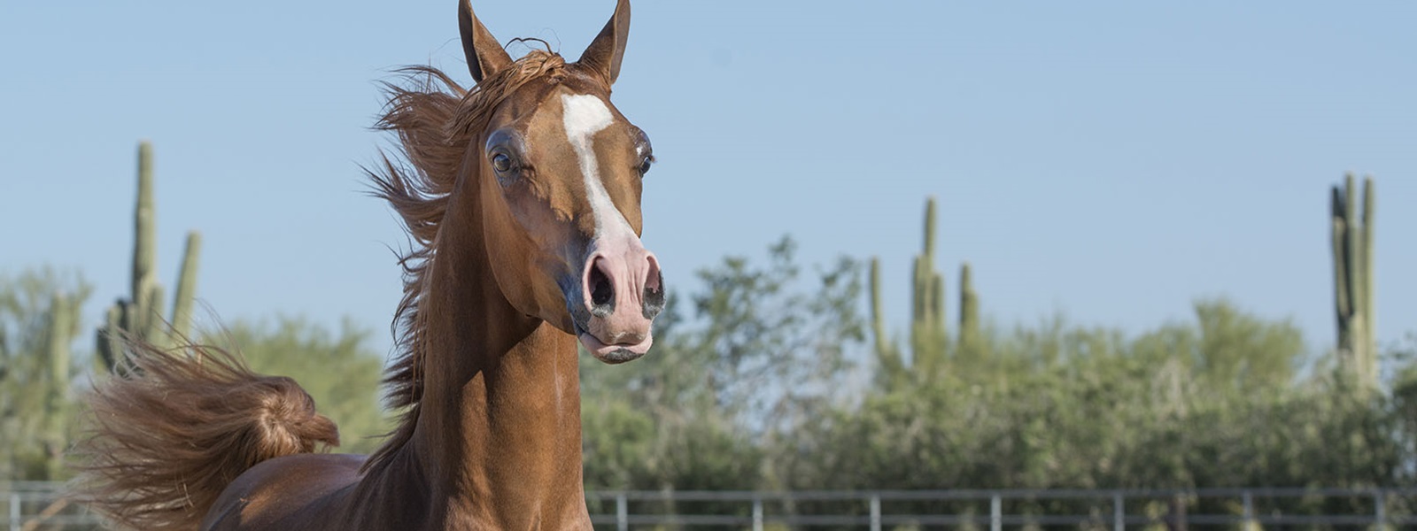 Arabian horse running in corral